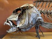 galerie de paleontologie et de anatomie comparee 12-2015 8239